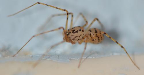 Réf. 356 725 : Scytodes thoracica